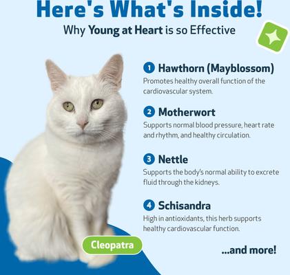 Young at Heart Bacon Flavored Liquid Heart Supplement for Cats, 2-fl oz bottle