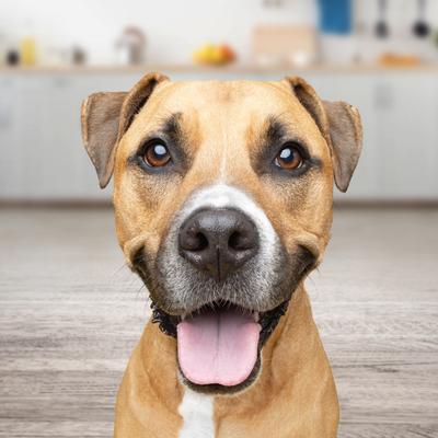 Beefy Classic Dry Dog Food, 70-lb bundle