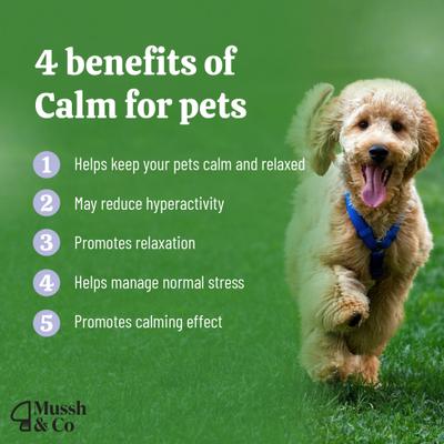 Mussh & Co Calm Reishi Mushroom Liquid Supplement for Dogs & Cats, 1.69-fl oz bottle