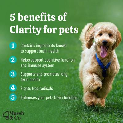 Mussh & Co Clarity Lions Mane Mushroom Liquid Supplement for Dogs & Cats, 1.69-fl oz bottle