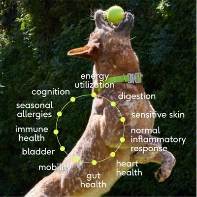 Suplemento 11 en 1 The Daily Powder para perros, lata de 21 oz