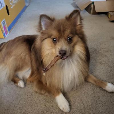 Herders Choice Sheep Trachea Dog Chews, 3.5-oz bag