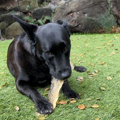 Walleye Skins Jerky Dog Treats, 10 count