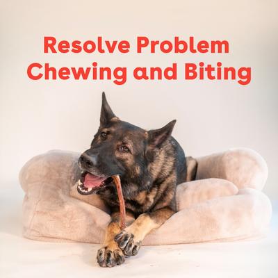 Thick Bully Sticks Dog Chews, 10 count