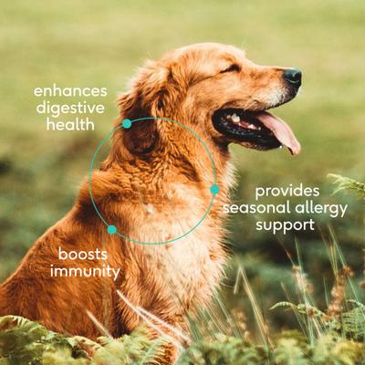 Native Pet, Colostrum, Calostro Bovino Entero para Inmunidad, Digestión y Alergias, Perros, 120 scoops (62 g)