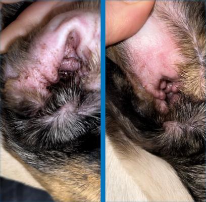 Individual Finger Sheath Dog Ear Wipes, 60 count