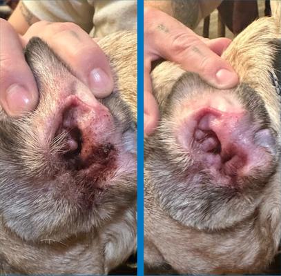 Individual Finger Sheath Dog Ear Wipes, 60 count