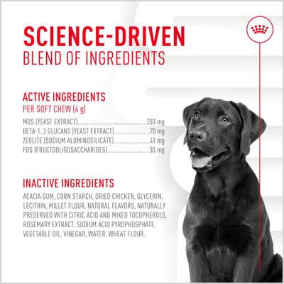 Digestive Support Soft Chews Supplement for Adult Dogs, 60 count, bundle of 4