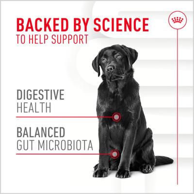 Digestive Support Soft Chews Supplement for Adult Dogs, 60 count, bundle of 4