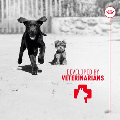 Suplemento masticable suave para cachorros que mejora la inmunidad y la digestión, 60 unidades, paquete de 4