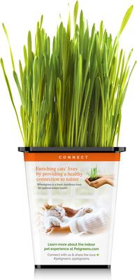 Live Grass Cat Treat, 3 count