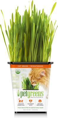 Live Grass Cat Treat, 3 count