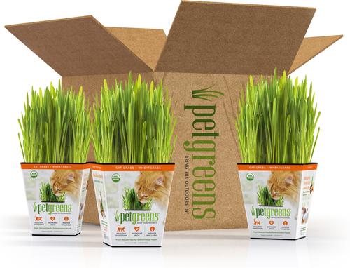 Live Grass Cat Treat, 3 count