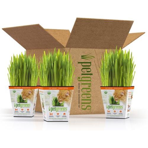 Golosina de hierba viva para gatos, 3 unidades