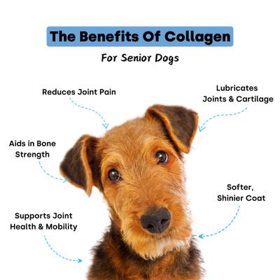 Collagen Puptides Liver Flavored Powder Joint Supplement for Senior Dogs, 90 count jar