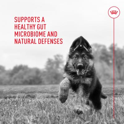 Suplemento en polvo de probióticos para la salud digestiva e inmunitaria de perros, 30 unidades