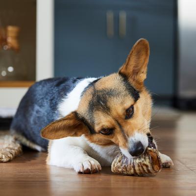 Made in USA Cheese & Bacon Flavored Filled Beef Trachea Dog Treats, 10 count