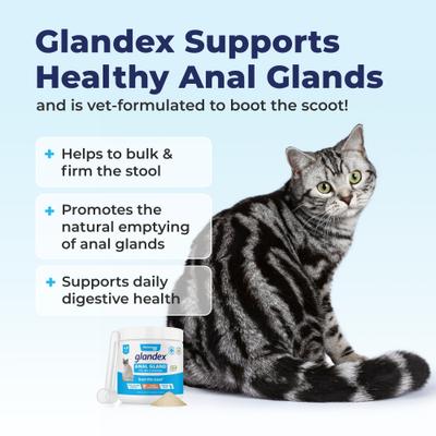 Glandex Feline Anal Gland Support Probiótico y Digestión Suplemento en polvo con sabor a atún para gatos, 2 unidades