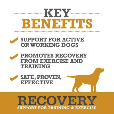 Recovery Soft Chew Dog Supplement, 60 count