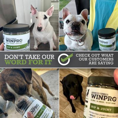 Hip & Joint Soft Chews Dog Supplement, 60 count