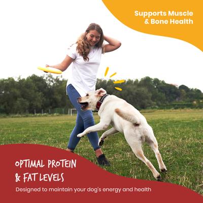 Chicken with Salmon & Rice Pate Wet Dog Food, 13.2-oz can, case of 12