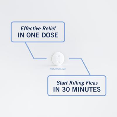 Comprimidos antipulgas CapAction para gatos, 6 comprimidos