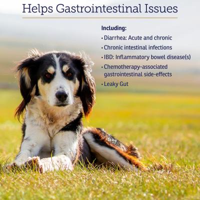 Nutrigest Capsules Digestive Supplement for Cats & Dogs, 90 count