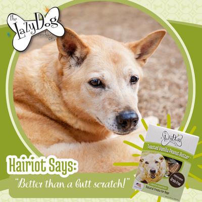 Grain-Free Toasted Vanilla Peanut Butter Limited Ingredient Crunchy Baked Dog Treats, 14-oz box