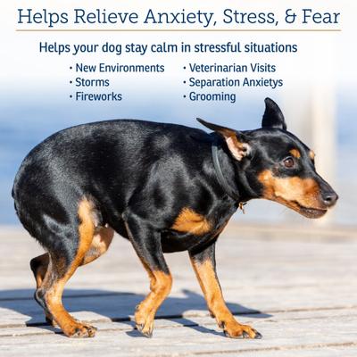 NutriCalm Capsules Calming Supplement for Dogs, 50 count