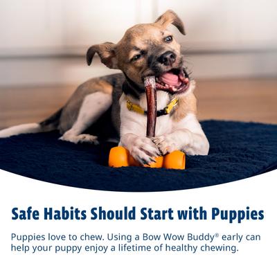 Buddy Starter Kit with Anti-Choking Safety Device Bully Sticks Dog Treats, Small