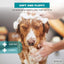 Extra Gentle Hypoallergenic Dog Shampoo, 24-fl oz bottle