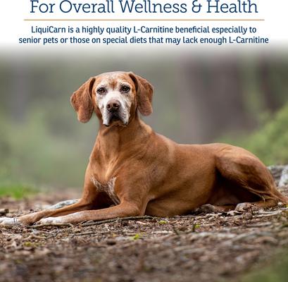 LiquiCarn Liquid Heart Supplement for Cats & Dogs, 4-fl oz bottle