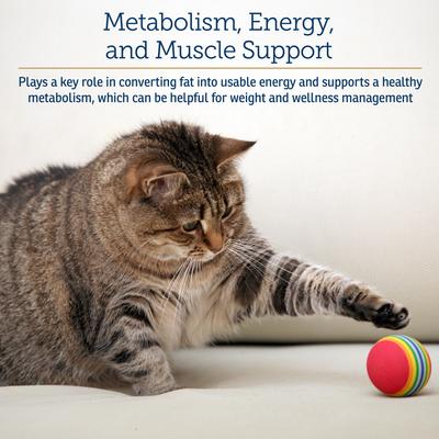 LiquiCarn Liquid Heart Supplement for Cats & Dogs, 4-fl oz bottle