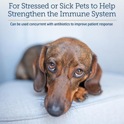 Immuno Capsules Immune Supplement for Cats & Dogs, 60 count