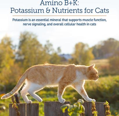 Amino B + K Liquid Kidney Supplement for Cats, 4-fl oz bottle