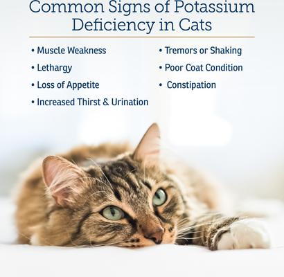 Amino B + K Liquid Kidney Supplement for Cats, 4-fl oz bottle