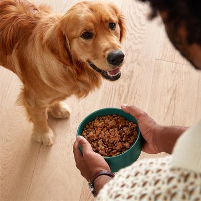 Salmon & Vegetables Recipe Grain-Free Wet Dog Food, 13-oz can, case of 12