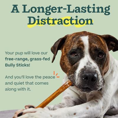 High Protein 6-inch Bully Stick Dog Chew, 5 count