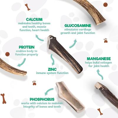 Whole Elk Antler 8-in Natural Flavor Dog Chew