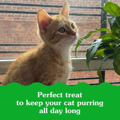 Smartbites Kitten Chicken Flavor Cat Crunchy Treat, 2.1-oz pouch