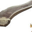 Jumbo 7 to 12-inch Split Elk Antler Dog Chew