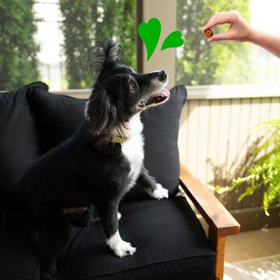 Multivitamínico masticable suave 8 en 1 con sabor a pollo y múltiples beneficios para perros, envase de 450 g