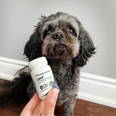 GMP Capsule Digestive Aid Supplement for Dogs, Small, 60 count