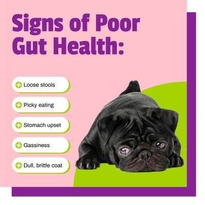 BusyButter Balanced Belly Pumpkin & Probiotic Peanut Butter Flavored Dog Chews, Medium/Large, 4 count