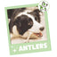 Golosinas masticables para perros Antler, bolsa de 8 oz