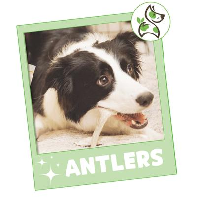 Golosinas masticables para perros Antler, bolsa de 8 oz