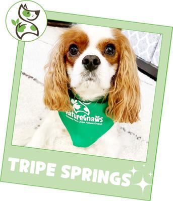 7-8-inch Tripe Twist Springs Beef Flavor Dog Chews, 10 count