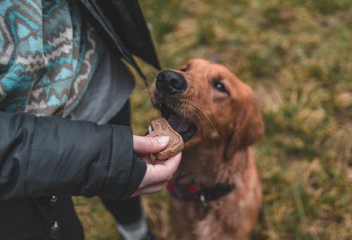 More Crunch Peanut Butter Dog Treats, 18-oz box