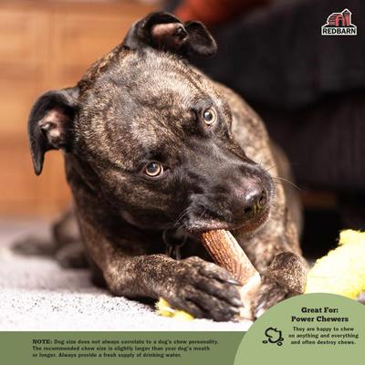 Whole Deer Antler Dog Chew, X-Large