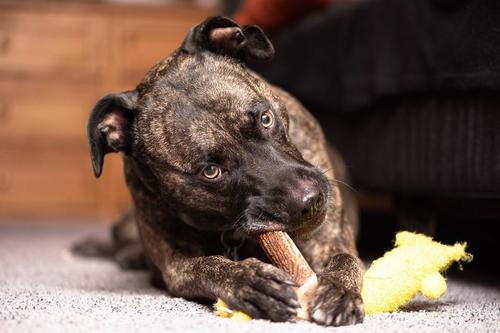 Whole Elk Antler Dog Chew, Large